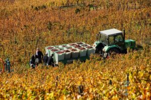 Κοινή Αγροτική Πολιτική: Αυξημένες οι συνδεδεμένες ενισχύσεις του 2025 - Έως το τέλος Ιουνίου οι συμπληρωματικές πληρωμές