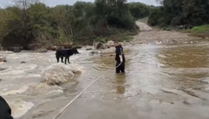 Δύο τσοπανόσκυλα διασώθηκαν σε ποταμό στη Χαλκιδική [βίντεο]