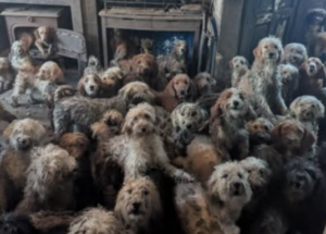 Σοκ στη Βρετανία: 250 σκυλιά βρέθηκαν στριμωγμένα μέσα σε ένα σπίτι [εικόνες]