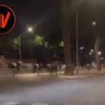 Πανικός στη Ρώμη: Άλογα ξέφυγαν σε κεντρικό δρόμο της Ρώμης – Τραυματίστηκαν πέντε άνθρωποι [Βίντεο]