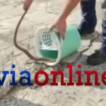 Εύβοια: Viral το βίντεο με τη γυναίκα που βρήκε φίδι μέσα στον κουβά του σπιτιού της