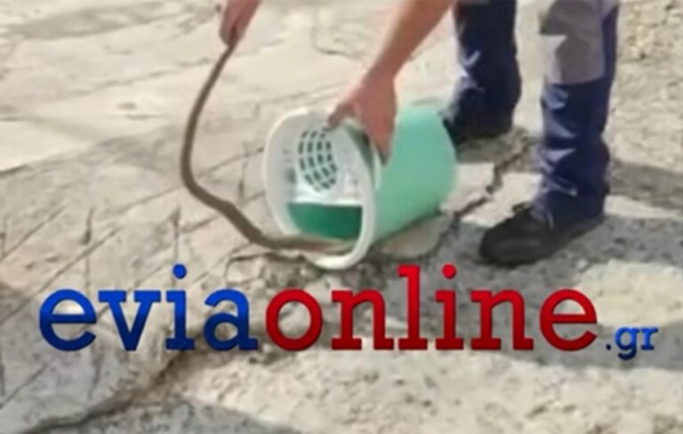 Εύβοια: Viral το βίντεο με τη γυναίκα που βρήκε φίδι μέσα στον κουβά του σπιτιού της