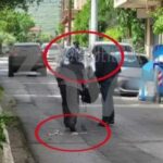 Ληστεία στην Τιθορέα: Σήμερα απολογούνται οι οκτώ συλληφθέντες