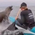 Απίστευτο περιστατικό στην Καλιφόρνια: Θαλάσσιος ελέφαντας προσγειώθηκε σε καγιάκ κατά τη διάρκεια αγώνα