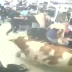 Ταύρος εισέβαλε σε κουρείο στην Τουρκία – Πανικόβλητοι πελάτες και υπάλληλοι τρέχουν να σωθούν