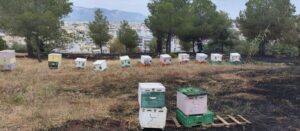 Φωτιά στο Άλσος Βεΐκου: Αθωώθηκε από το αυτόφωρο ο μελισσοκόμος που κατηγορήθηκε για εμπρησμό