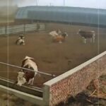Κίνα: Ανεμοστρόβιλος σκόρπισε πανικό σε αγροτική περιοχή – Αγελάδες τράπηκαν σε φυγή