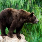 Ιαπωνία: Βίντεο από την «εισβολή» αρκούδας σε κατοικημένη περιοχή – 4 τραυματίες