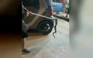 Θεσσαλονίκη: Φίδι στη μηχανή αυτοκινήτου – Πανικός σε ιδιοκτήτρια