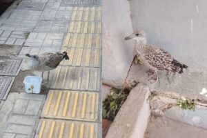 ΑΝΙΜΑ: Τι κάνουν τα δεκάδες μικρά γλαράκια στις γειτονιές της Αττικής