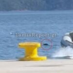 Φθιώτιδα: Ένας σκύλος «παλεύει» με τα θαλάσσια ρεύματα και σώζεται τελευταία στιγμή [Βίντεο]