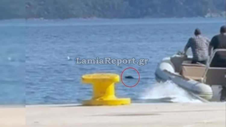 Φθιώτιδα: Ένας σκύλος «παλεύει» με τα θαλάσσια ρεύματα και σώζεται τελευταία στιγμή [Βίντεο]