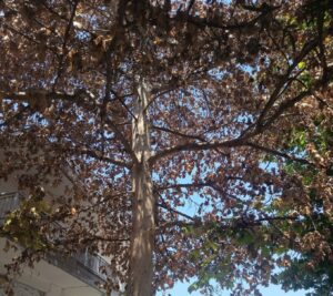 Ασυνείδητοι «σκότωσαν» υπεραιωνόβιο πλάτανο στη Νέα Αγχίαλο– Εξετάζεται χρήση χημικών