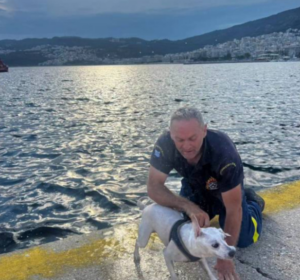 Καβάλα: Πυροσβέστης έσωσε σκύλο που πάλευε μόνο του στη θάλασσα