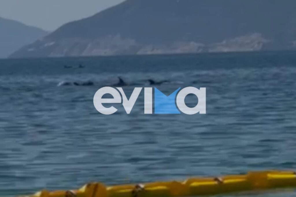 Εύβοια: Εντυπωσιακό βίντεο με κοπάδι δελφινιών να κολυμπάει δίπλα σε λουόμενους