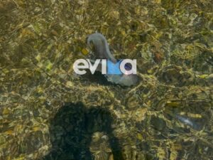 Εύβοια: Λουόμενοι κατέγραψαν σπάνιο είδος χταποδιού σε απόσταση αναπνοής από την ακτή