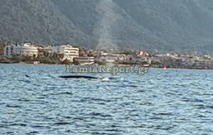 Καμμένα Βούρλα: Σπάνιο θέαμα για τους λουόμενους- Φάλαινα «φυσητήρας» κάνει βόλτες κοντά στις ακτές [Βίντεο]