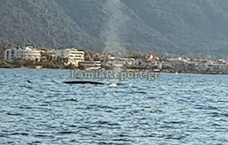 Καμμένα Βούρλα: Σπάνιο θέαμα για τους λουόμενους- Φάλαινα «φυσητήρας» κάνει βόλτες κοντά στις ακτές [Βίντεο]