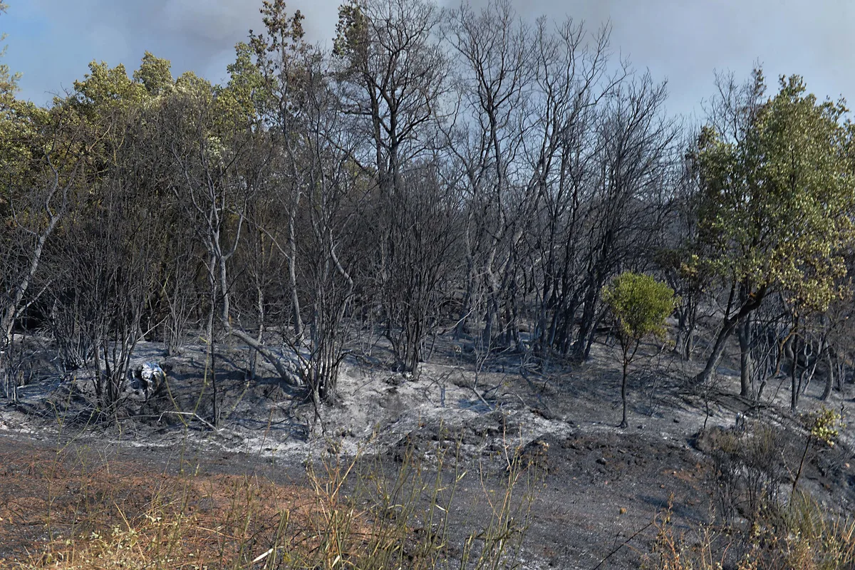Μεσσηνία: Προθεσμία για να απολογηθούν έλαβαν οι τρεις για τους εγκληματικούς εμπρησμούς