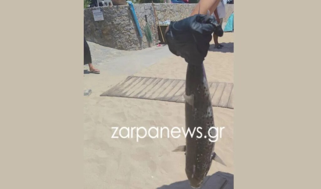 Κρήτη: Εμφανίστηκε λαγοκέφαλος στην παραλία Μαράθι [Εικόνες]