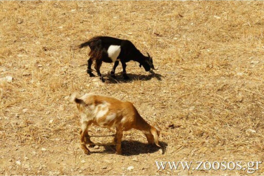 Μύκονος: Συνελήφθη 51χρονος γιατί παστούρωσε δέκα κατσίκες