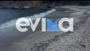 Εύβοια: Δεκάδες νεκρά ψάρια στην παραλία Μουρτερή [Εικόνες- Βίντεο]