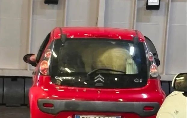 Απίστευτες εικόνες στην Ιταλία: Πόνι ταξίδεψε κλεισμένο στο πορτμπαγκάζ αυτοκινήτου πάνω σε πλοίο