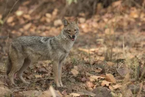 Τσακάλι επιτέθηκε σε 4χρονο κοριτσάκι στη Θεσσαλονίκη