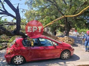 Άγιο είχαν στον Πύργο: Βελανιδιά καταπλάκωσε αυτοκίνητο σε αυλή σπιτιού