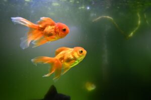 Και τα χρυσόψαρα έχουν δικαιώματα: Απόφαση-σταθμός δικαστηρίου στην Αργεντινή