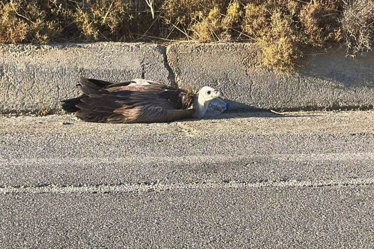 Εσωτερική εικόνα άρθρου