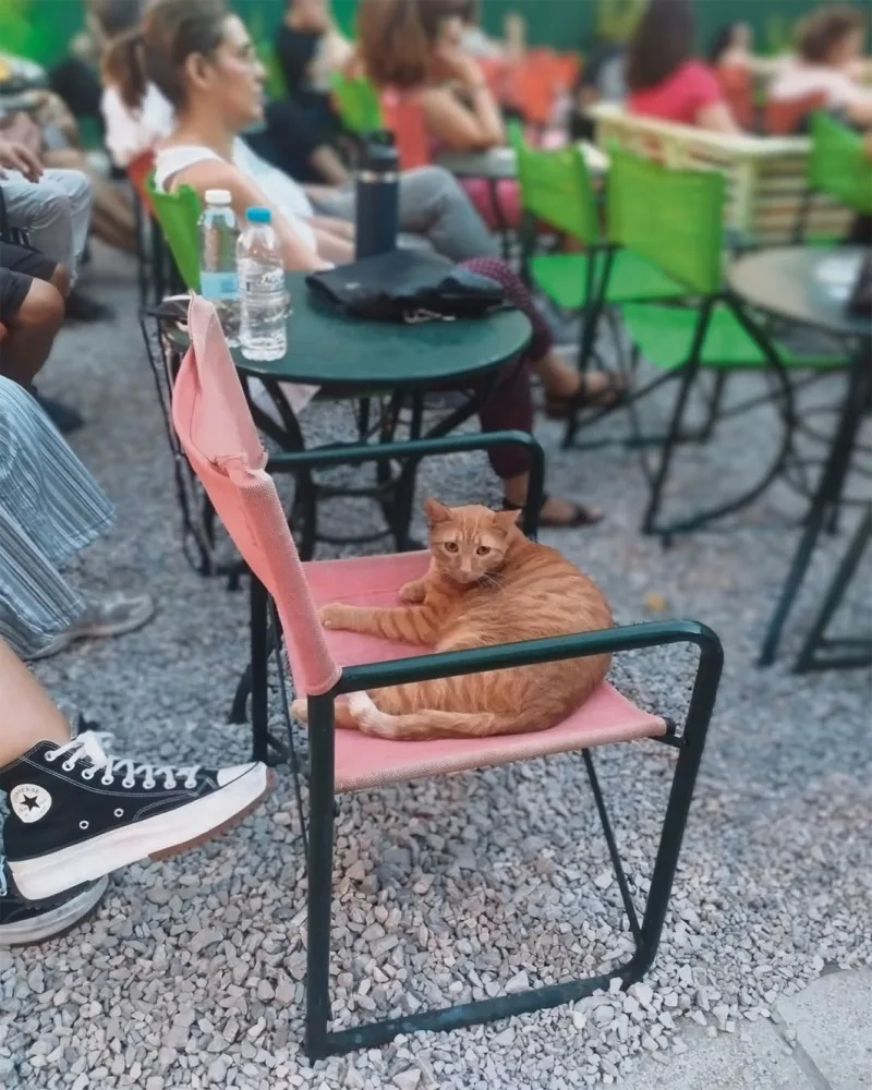 Εσωτερική εικόνα άρθρου