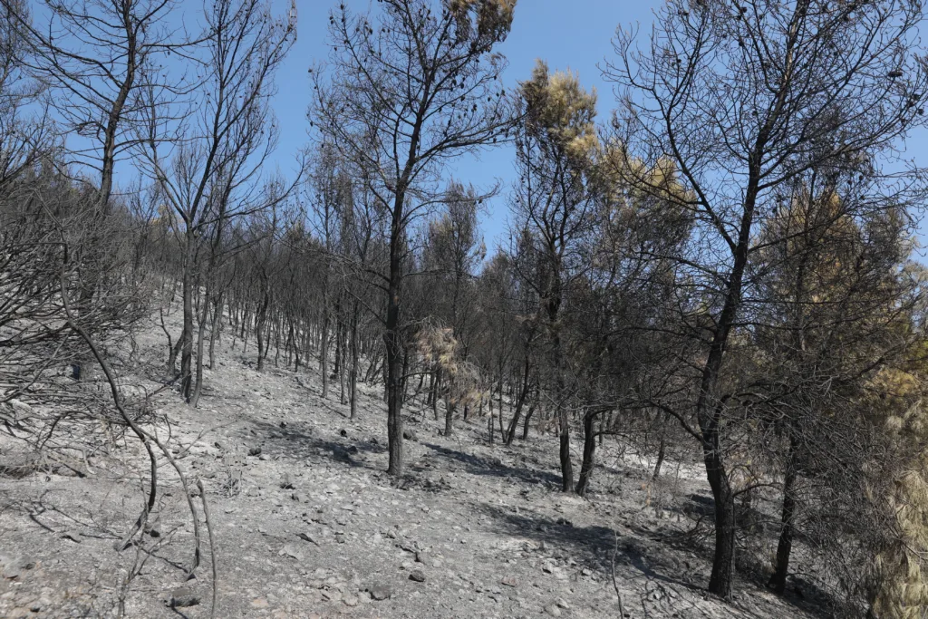 Σαλαμίνα: Άρχισαν οι αυτοψίες στις πυρόπληκτες περιοχές – Στο μικροσκόπιο οι καταστροφές από τη φωτι