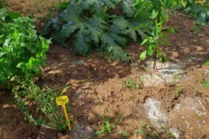 Ωραιόκαστρο: Από τα μικρά χεράκια… στο πιάτο!