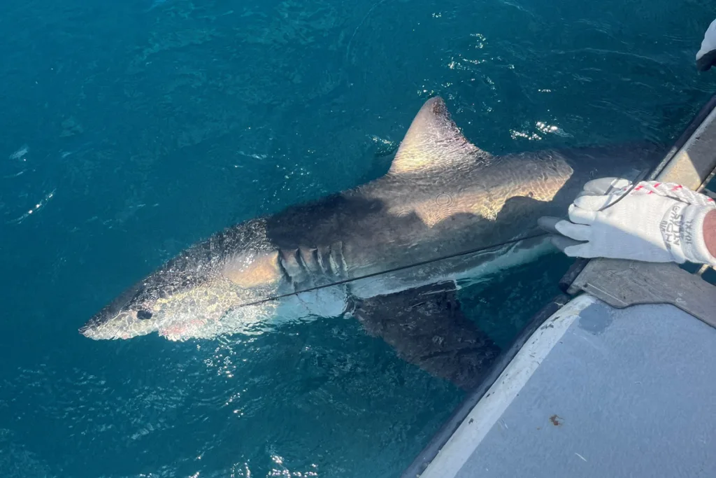 Πώς οι καρχαρίες βοηθούν τους επιστήμονες στην καλύτερη πρόγνωση των τυφώνων