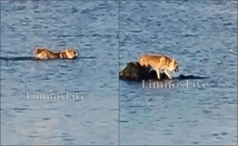 Λήμνος: Σκύλος πήγε για μια βουτιά και εγκλωβίστηκε… σε ξέρα – Η απρόσμενη διάσωση από το Λιμενικό