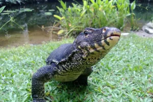Ιταλία: Γιγάντια σαύρα κυκλοφορεί κοντά στην Μπρέσια – Επιστρατεύτηκαν drones και παγίδες