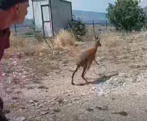 Επιστροφή εκεί όπου ανήκει: Η απελευθέρωση ενός νεαρού ελαφιού στη φύση