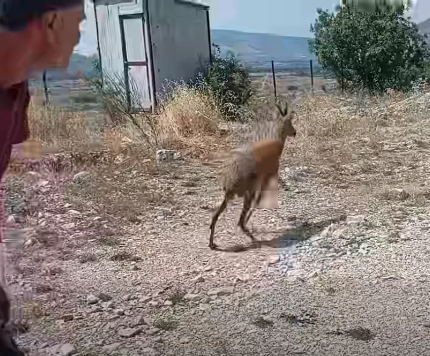 Επιστροφή εκεί όπου ανήκει: Η απελευθέρωση ενός νεαρού ελαφιού στη φύση