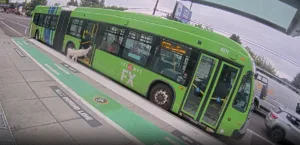 Viral έγιναν δύο κατσίκες όταν ανέβηκαν σε λεωφορείο – Η απίθανη αντίδραση των επιβατών