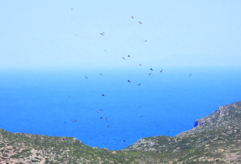 Αντικύθηρα: Σε μόλις 10 ώρες πέταξαν 5.000 αρπακτικά πτηνά [εικόνες]