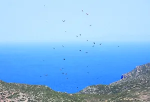 Αντικύθηρα: Σε μόλις 10 ώρες πέταξαν 5.000 αρπακτικά πτηνά [εικόνες]