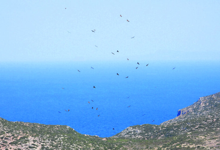 Αντικύθηρα: Σε μόλις 10 ώρες πέταξαν 5.000 αρπακτικά πτηνά [εικόνες]