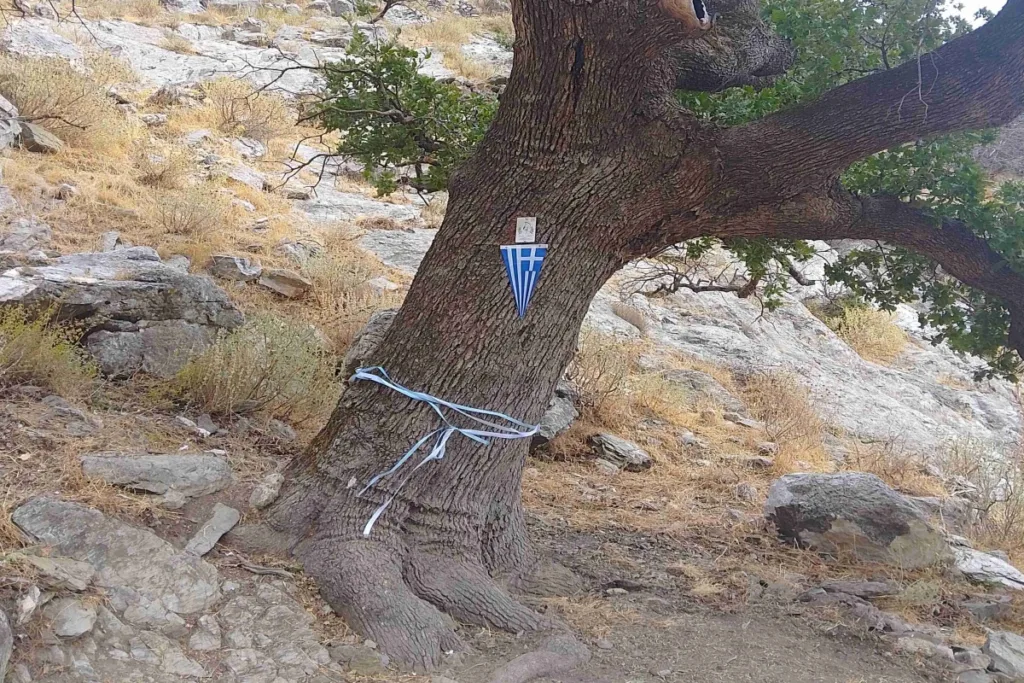Η Ιερή Βελανιδιά του Πολυάραβου Μάνης στο Δίκτυο Αιωνόβιων Δέντρων Ελληνικής Επανάστασης
