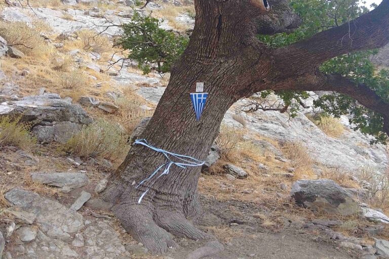 Η Ιερή Βελανιδιά του Πολυάραβου Μάνης στο Δίκτυο Αιωνόβιων Δέντρων Ελληνικής Επανάστασης