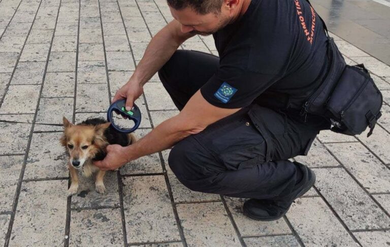 Θεσσαλονίκη: Εντείνονται οι έλεγχοι σε δεσποζόμενα ζώα συντροφιάς από το ΑΤ Κορδελιού – Ευόσμου