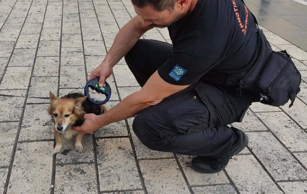 Θεσσαλονίκη: Εντείνονται οι έλεγχοι σε δεσποζόμενα ζώα συντροφιάς από το ΑΤ Κορδελιού – Ευόσμου
