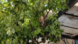 Ναύπλιο: Η στιγμή που πυροσβέστες απεγκλώβισαν γάτα, που ήταν πάνω σε δέντρο 3 ημέρες