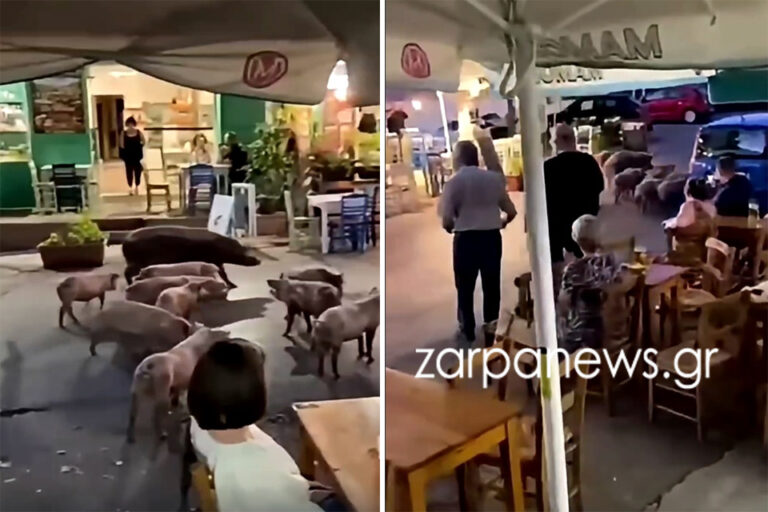 Χανιά: Γουρούνια «έκαναν παρέλαση» στην πλατεία του Βάμου