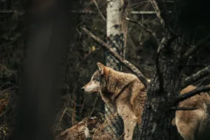 Φθιώτιδα: Αυξάνονται οι επιθέσεις λύκων σε κυνηγόσκυλα